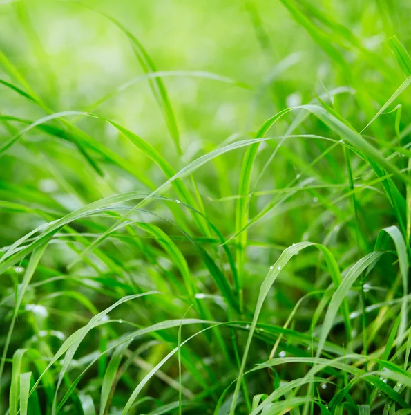 Grünes Gras — Stockfoto