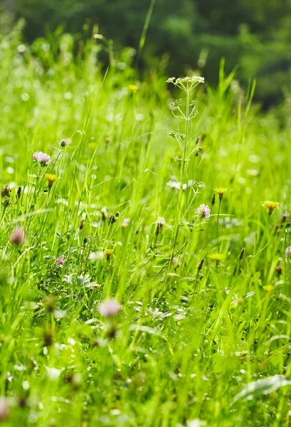 Hierba verde — Foto de Stock