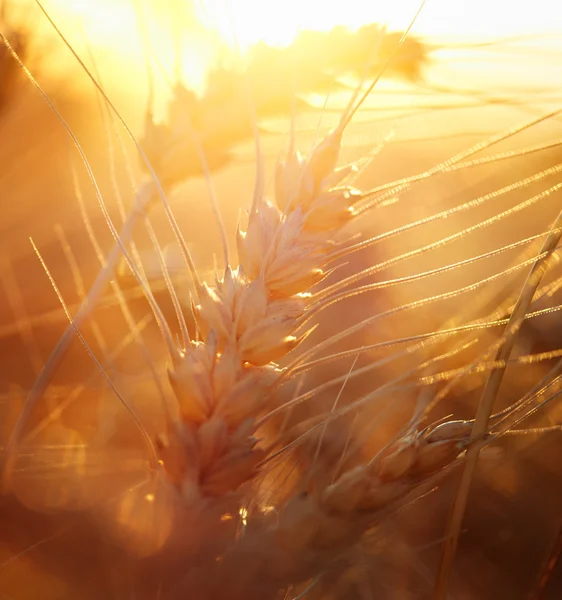 Weizen — Stockfoto