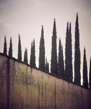 Toskana servi ağaçlarının satırları