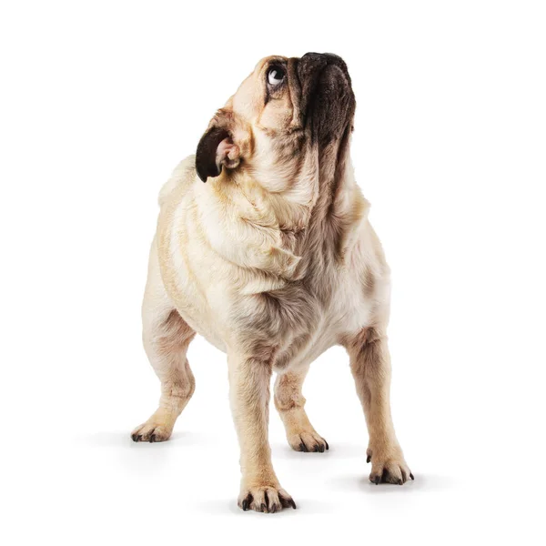 Carlino Alza Sguardo Alza Sulle Zampe Isolato Bianco — Foto Stock