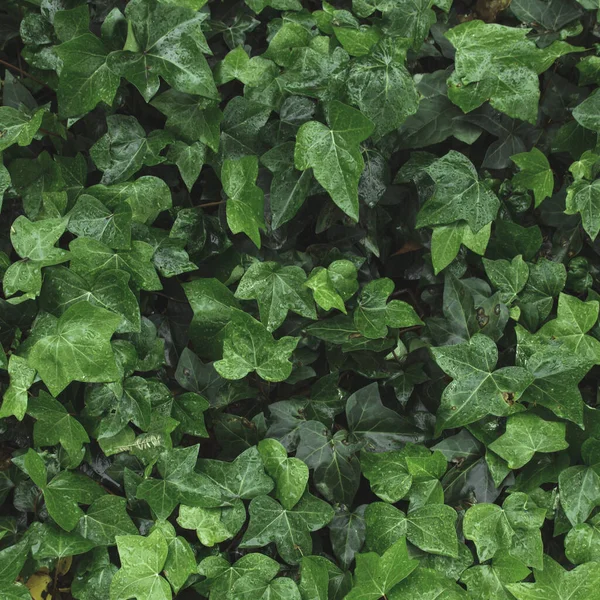 Groene Klimop Laat Achtergrond Textuur Hedera Helix — Stockfoto