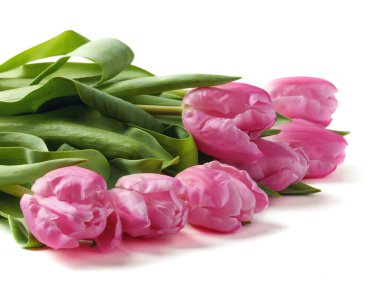 Beyaz arka planda güzel pembe laleler.