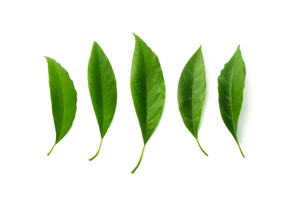 Leaves Avocado Isolate — Stock Photo, Image