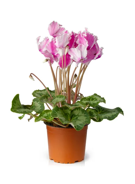 Flores Cor Rosa Cyclamen Persicum Com Folhas Verdes Isoladas Sobre — Fotografia de Stock