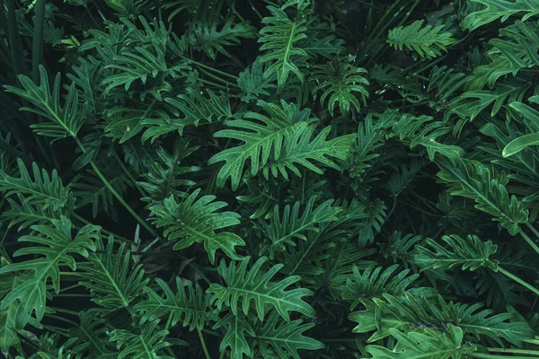 Trópusi Fern Bushes Természetvédelmi Háttér — Stock Fotó