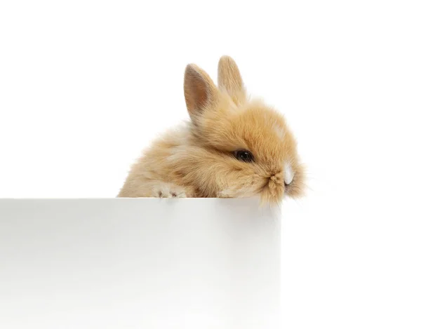 Ein Lustiger Hase Schaut Hinter Einer Weißen Schachtel Hervor — Stockfoto