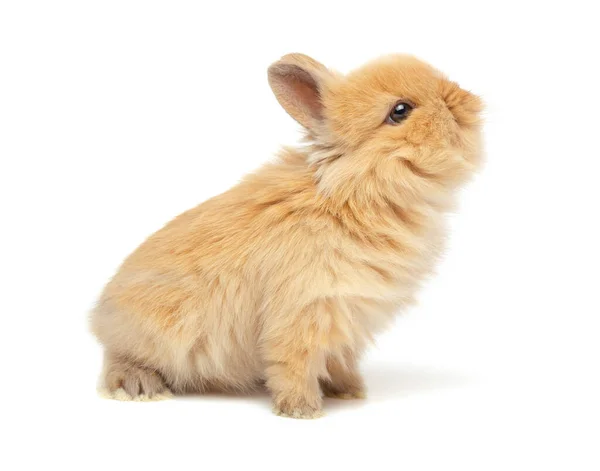 Funny Bunny Looks Isolated White — Stock Photo, Image