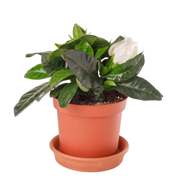 Gardenia jasminoides em vaso — Fotografia de Stock