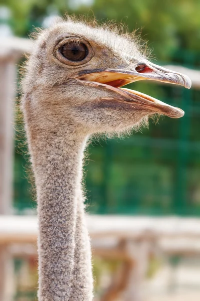 Cabeza de avestruz africano —  Fotos de Stock