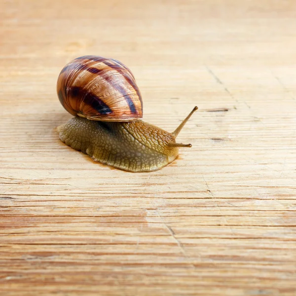 Caracol arrastrándose sobre un pedazo de madera — Foto de Stock