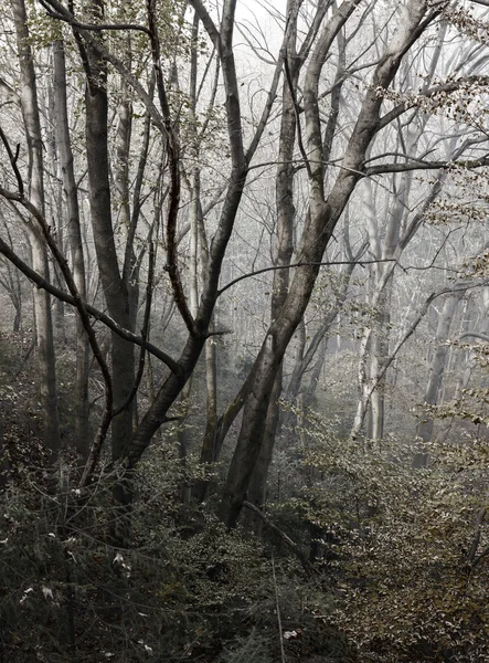 Mistige bos na de regen — Stockfoto