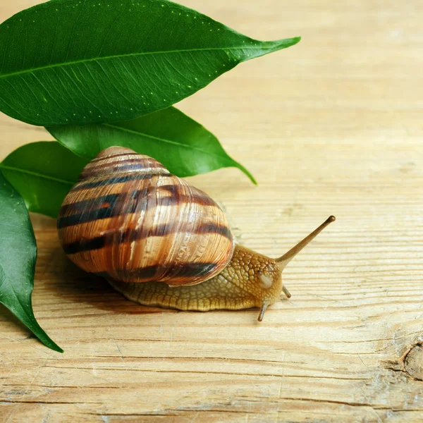 Caracol arrastrándose sobre un pedazo de madera — Foto de Stock