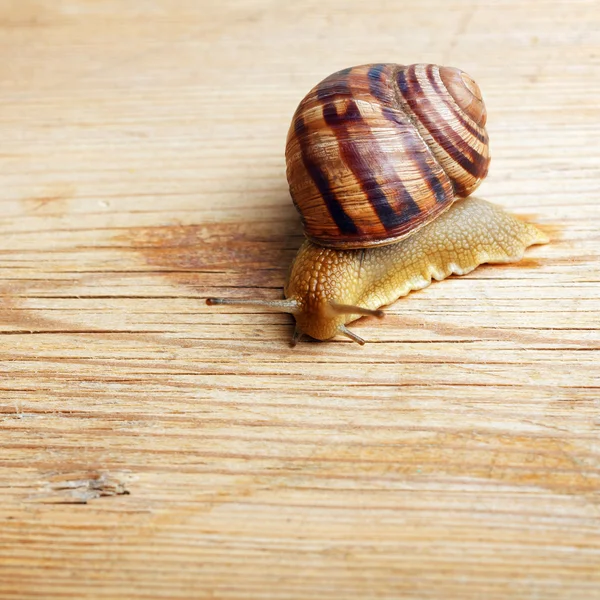 Caracol arrastrándose sobre un pedazo de madera — Foto de Stock