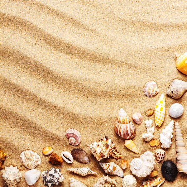 Muscheln auf Sand — Stockfoto