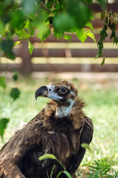Estremadura, Kızıl akbaba