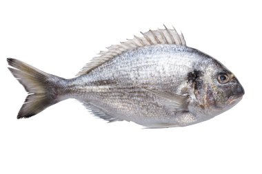 Sea bream gilt-head fish clipart