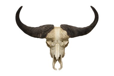 Head skull of bull clipart