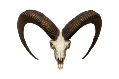 Goat skull on  white