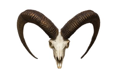 Goat skull on  white clipart