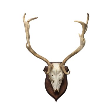 Doe skull on white