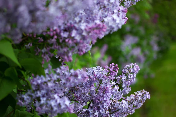 特写美丽的紫丁香花 — 图库照片