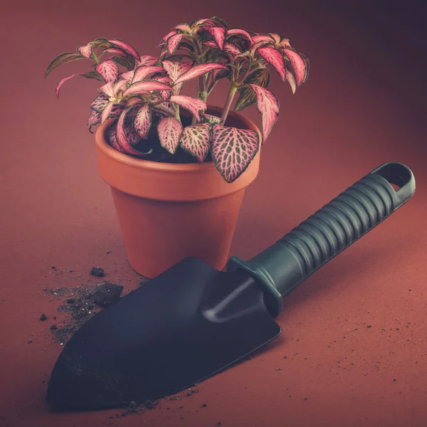 Home plant in pot — Stock Photo, Image