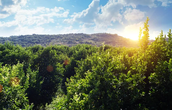 Zitronenbäume in Griechenland — Stockfoto