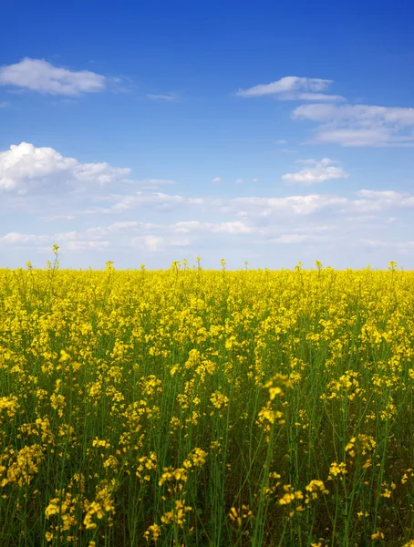 Rape seed flowers — Stock Photo, Image