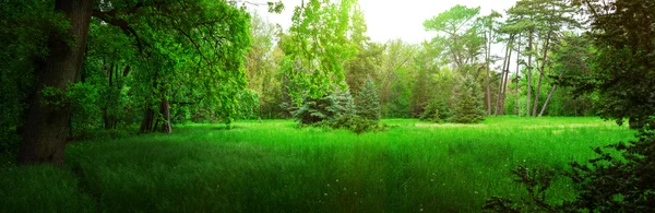 Парк с зеленой травой и деревьями — стоковое фото