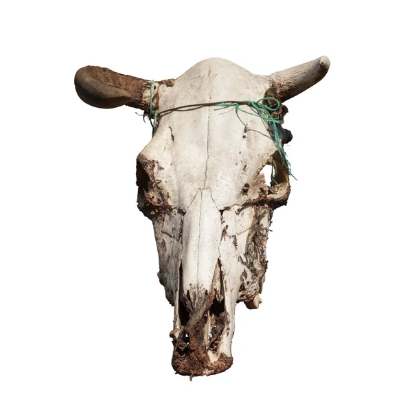 Cow skull with horns — Stock Photo, Image