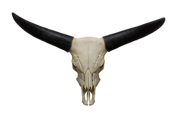 Teschio di testa di toro — Foto Stock