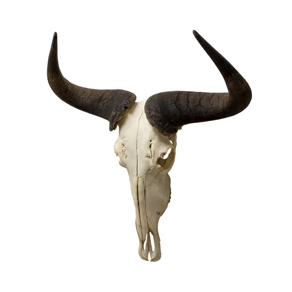 Wildebeest skull and horns — Stok fotoğraf