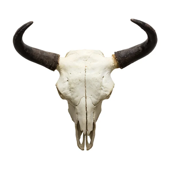 Head skull of bull — Stock Photo, Image