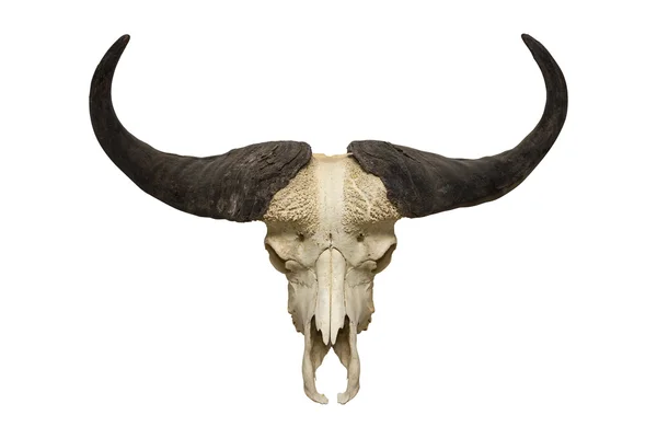 Head skull of bull — Stock Photo, Image