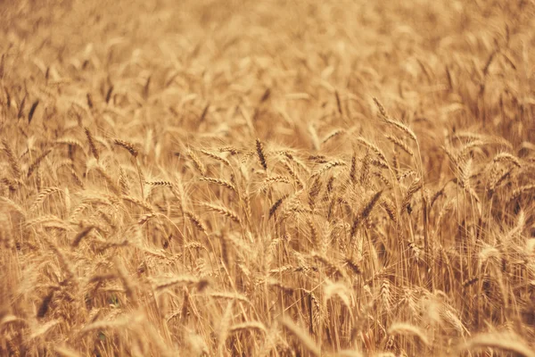 Field of wheat background — Stock Photo, Image