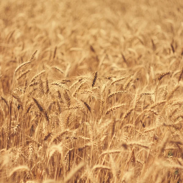 Field of wheat background — Stock Photo, Image