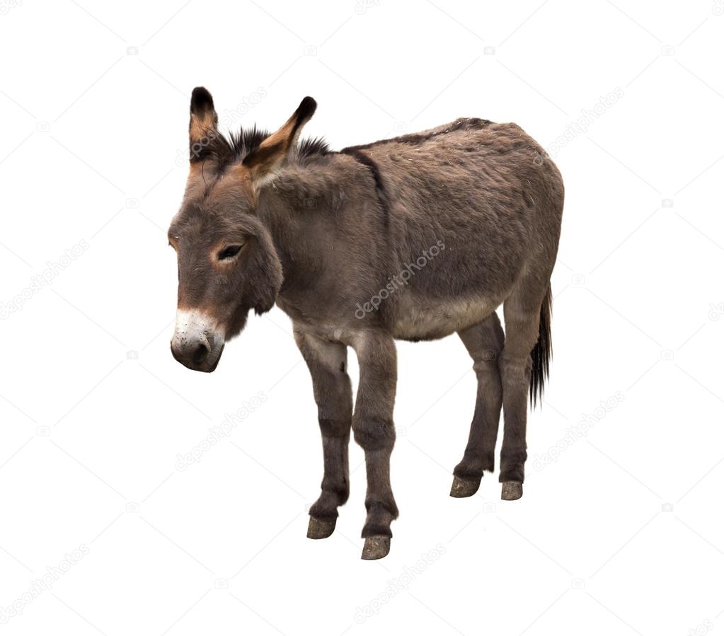 Donkey isolated on white