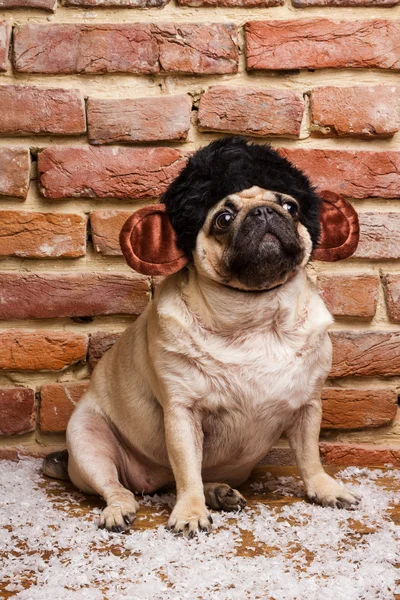 Pug bonito em macaco terno — Fotografia de Stock