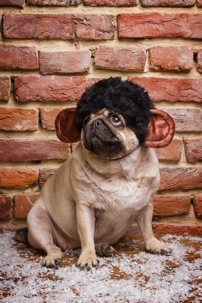 Cute Pug in monkey suit — Stock Photo, Image