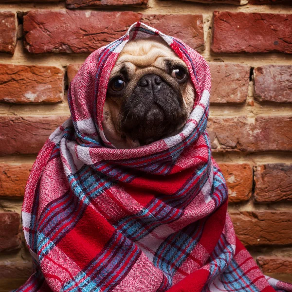 Cute pug wrapped in blanket — Stock Photo, Image