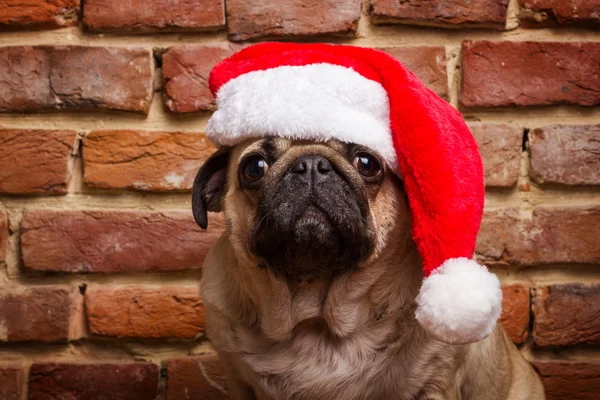 Carlino in cappello di Babbo Natale — Foto Stock