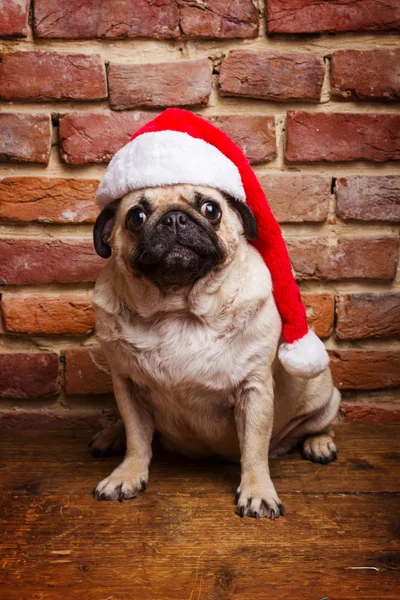 Carlino in cappello di Babbo Natale — Foto Stock