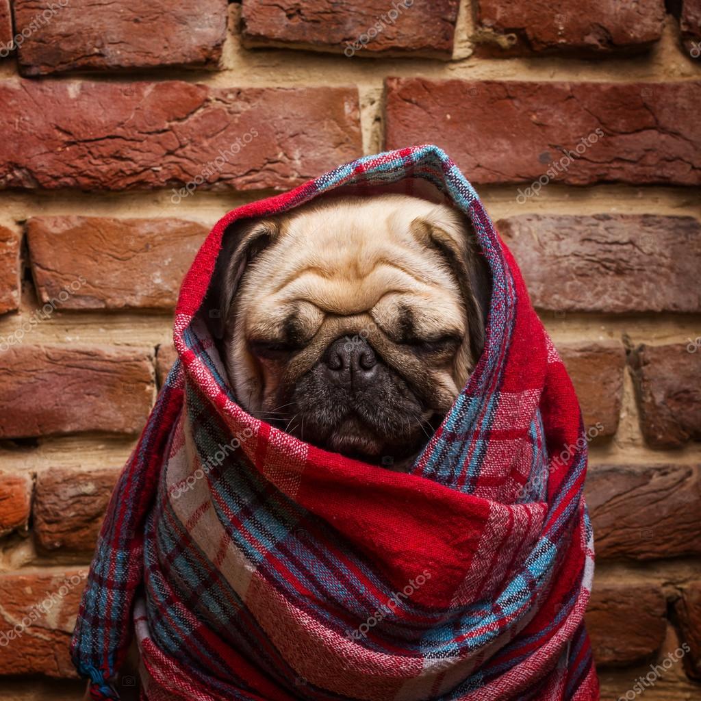 depositphotos_92975866-stock-photo-cute-pug-wrapped-in-blanket.jpg