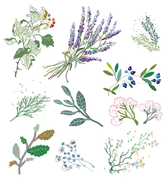 Hierbas y plantas para la medicina herbal . — Archivo Imágenes Vectoriales