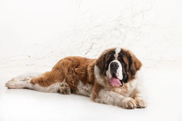 Big St. Bernard — Stock Photo, Image