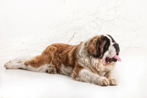 Großer st. bernard — Stockfoto