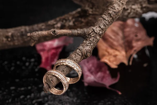 Ringen op een droge herfst tak — Stockfoto