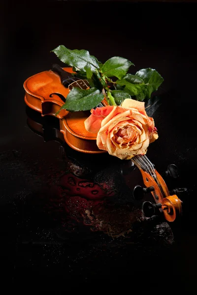 Роза и скрипка — стоковое фото