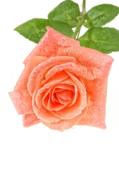 Rote Rose Mit Wassertropfen Auf Isoliertem Studiohintergrund — Stockfoto